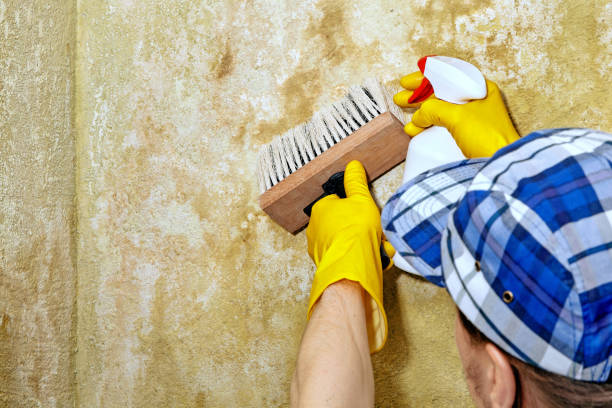 Best Mold Odor Removal Services  in Rainbow Springs, FL
